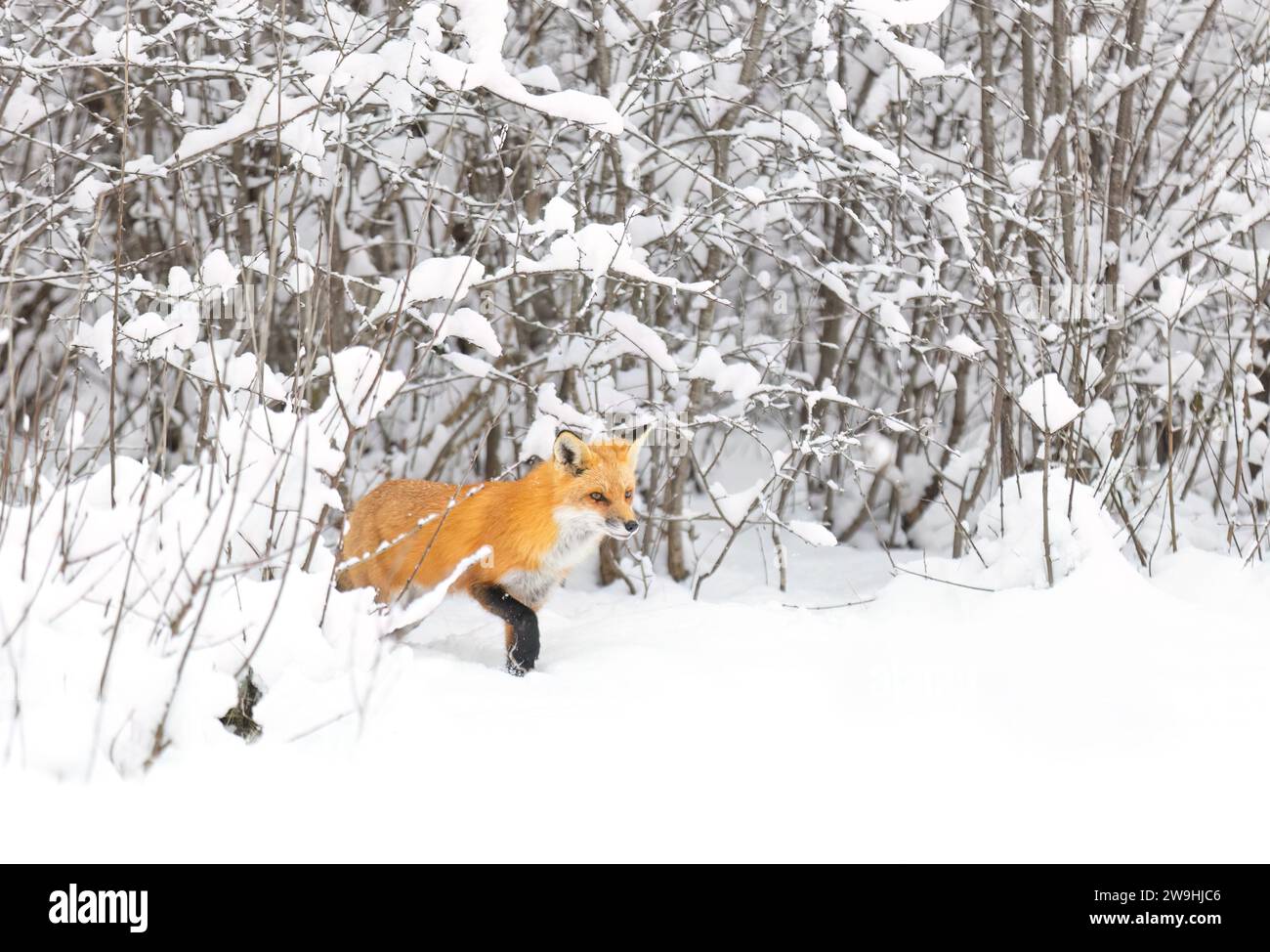 Rotfuchs mit buschigem Schwanz und orangefarbenem Pelzmantel jagen im frisch gefallenen Schnee in Kanada Stockfoto