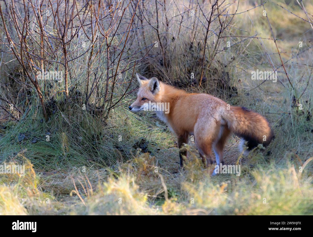 Ein junger Rotfuchs, der im Herbst auf einer grasbewachsenen Wiese steht. Stockfoto