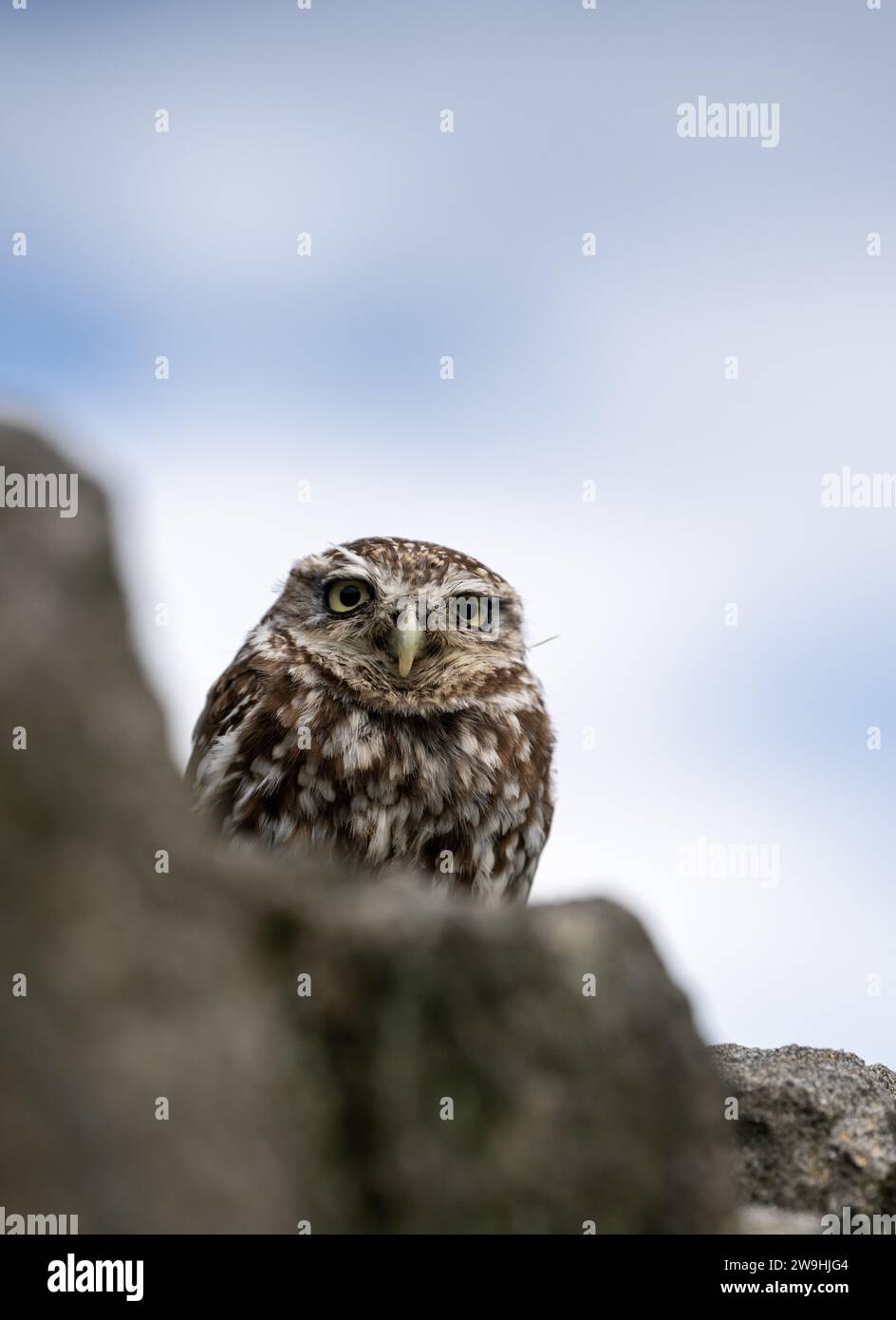 Die kleine Eule, Athene noctua, thront auf einer Trockenmauer auf Ackerland. North Yorkshire, Großbritannien. Stockfoto