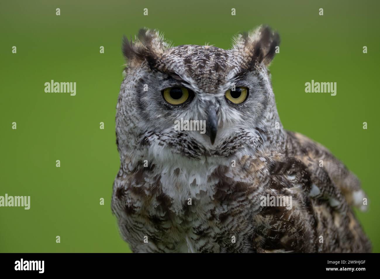 Große Horneule, Bubo virginianus, in einem Falknerzentrum in North Yorkshire, Großbritannien. Stockfoto