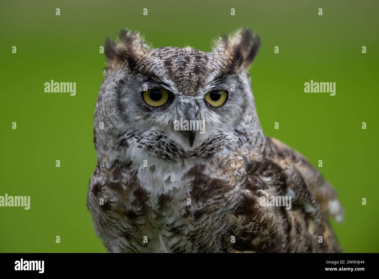 Große Horneule, Bubo virginianus, in einem Falknerzentrum in North Yorkshire, Großbritannien. Stockfoto