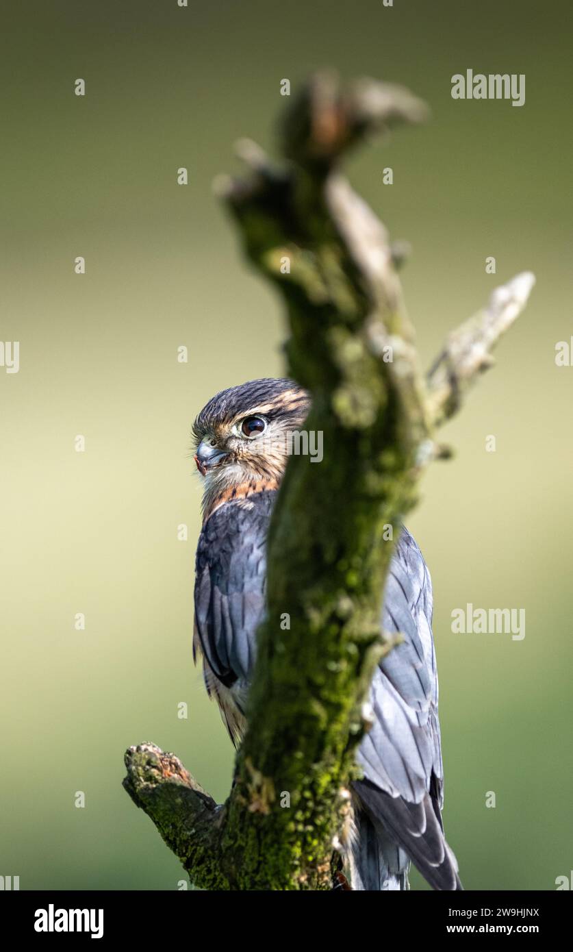 Männlicher Merlin, Falco Columbarius, ein kleiner Falke, der auf dem Zweig eines kleinen Baumes auf der Jagd sitzt. North Yorkshire, Großbritannien. Stockfoto