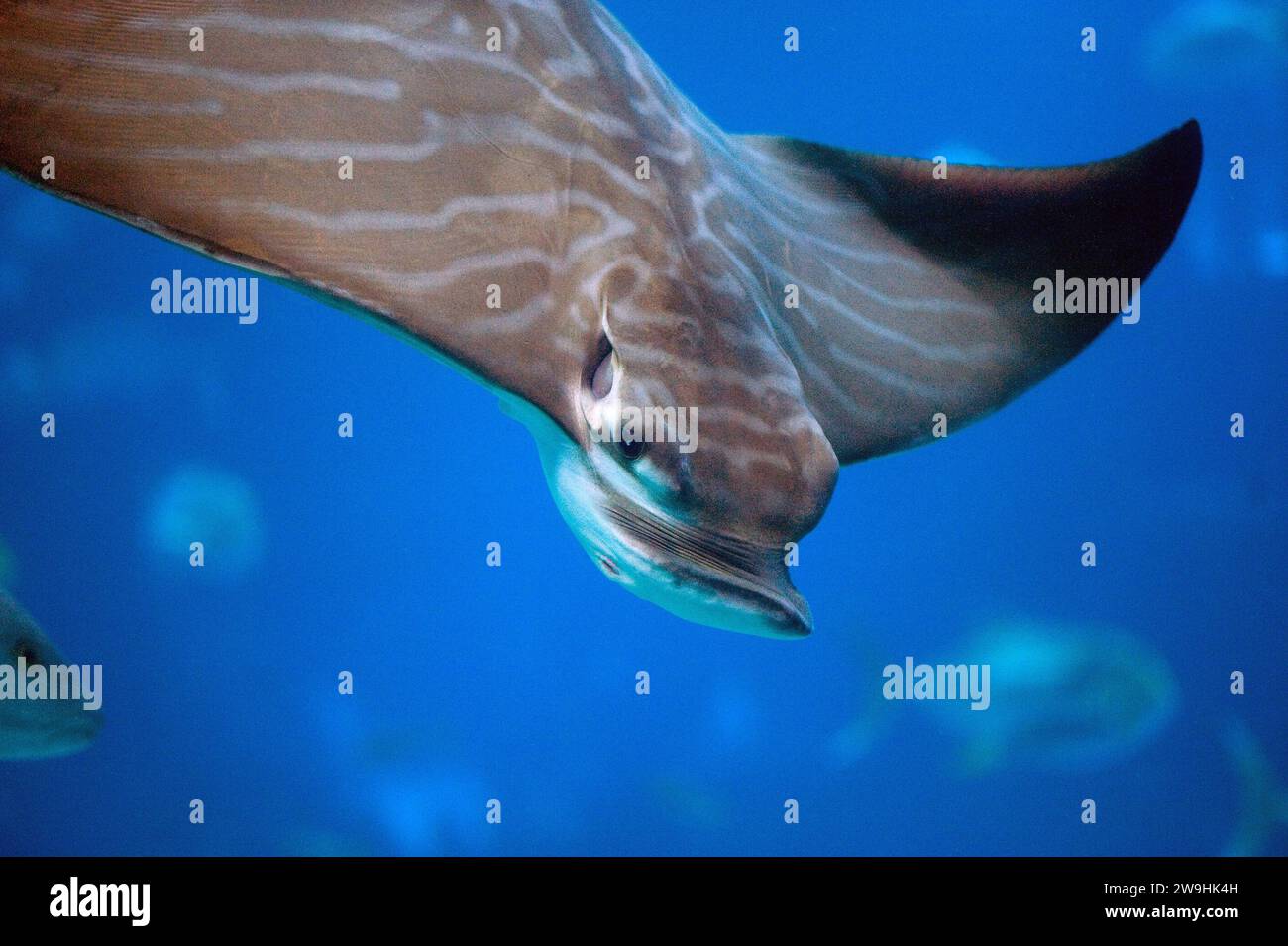 Der Bullenrochen (Aetomylaeus bovinus) ist ein fleischfressender elastischer Fisch, der in den Küsten Europas und Afrikas beheimatet ist. Stockfoto