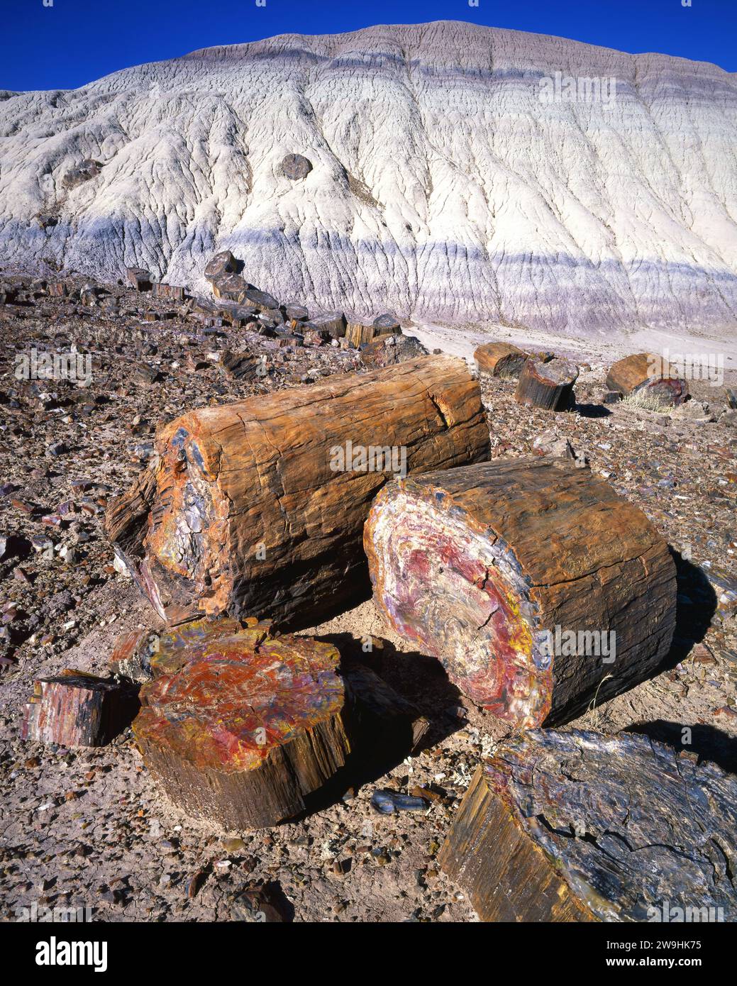 Versteinerter Wald-Nationalpark, Arizona Stockfoto