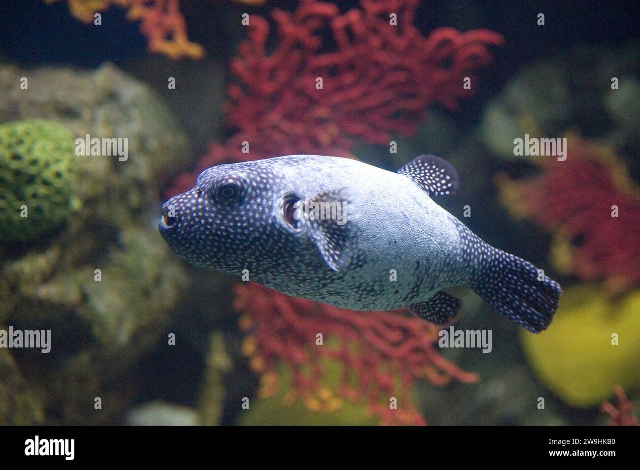 Goldpuffer (Arothron meleagris) dunkle Form. Dieser Meeresfisch ist im tropischen Indopazifik beheimatet. Stockfoto