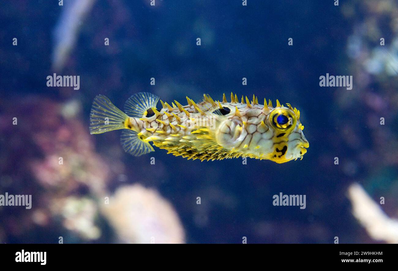 Der gestreifte Burrfish (Chilomycterus schoepfi) ist ein im tropischen westlichen Atlantik heimischer Meeresfisch. Stockfoto