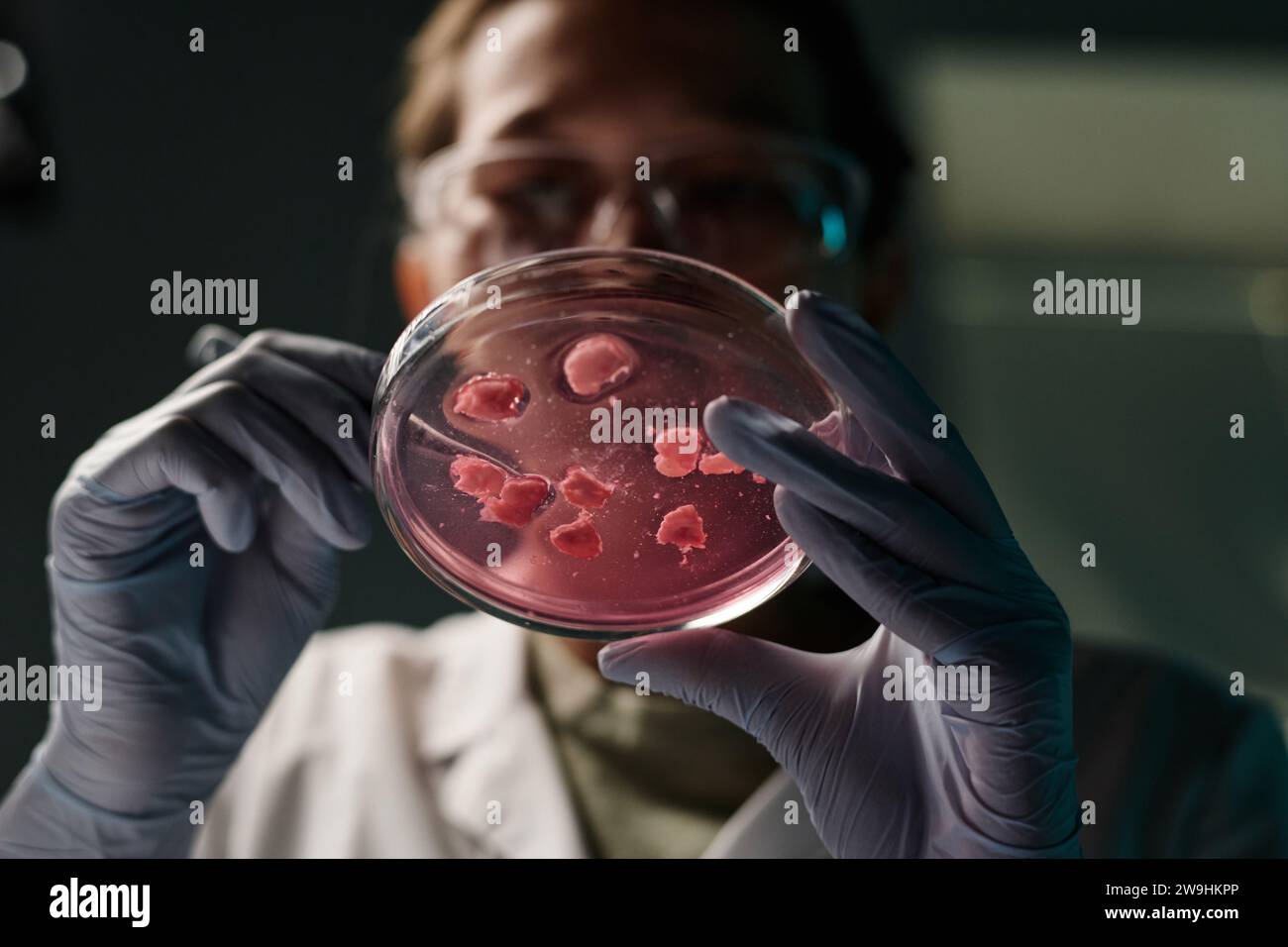 Tiefwinkelnaht einer Petrischale mit Fleischstücken in den Händen einer jungen Wissenschaftlerin, die sie untersucht Stockfoto
