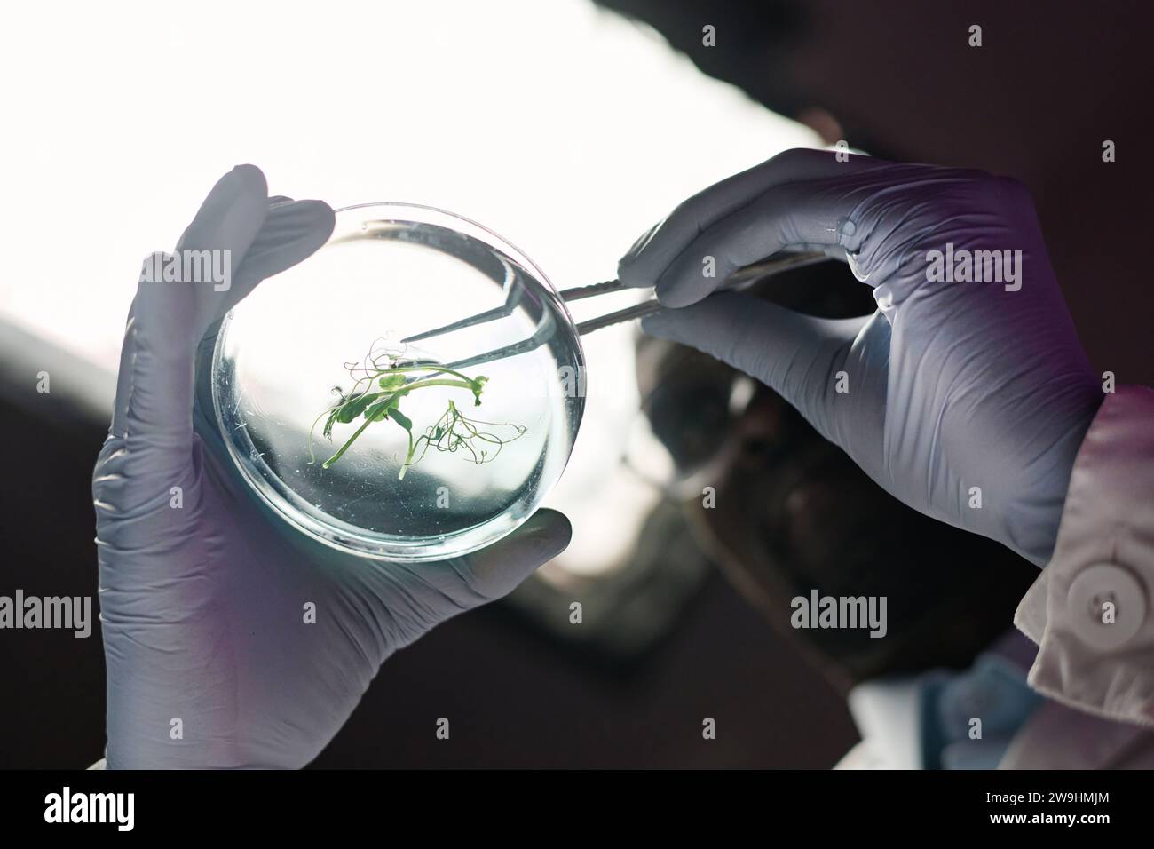 Nahaufnahme einer Petrischale mit Pflanzenprobe in Handschuhhänden des Wissenschaftlers Stockfoto