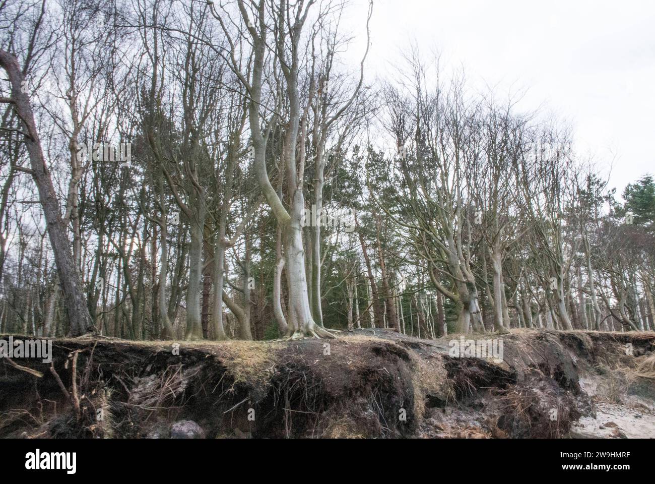 An der Steilküste vom Ostssestrand von Torfbrücke bei Graal-Müritz. Die Sturmflut im Herbst 2023 hat an den Küstenschutzanlagen in Mecklenburg-Vorpommern Sand im Wert von gut sechs Millionen Euro weggespült. Diese Sandverluste müssen aufgefüllt werden. Nur so kann die vollständige Sicherheit der Küstenschutzanlagen wieder hergestellt werden, teilte Mecklenburg-Vorpommerns Umweltminister Till Backhaus SPD mit. Torfbrücke *** an der Steilküste des Oststrandes der Torfbrücke bei Graal Müritz hat die Sturmflut im Herbst 2023 Sand im Wert von gut sechs Millionen Euro vom Küstengebiet weggespült Stockfoto