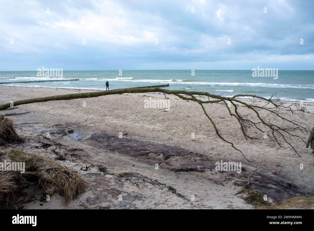 An der Steilküste vom Ostssestrand von Torfbrücke bei Graal-Müritz. Die Sturmflut im Herbst 2023 hat an den Küstenschutzanlagen in Mecklenburg-Vorpommern Sand im Wert von gut sechs Millionen Euro weggespült. Diese Sandverluste müssen aufgefüllt werden. Nur so kann die vollständige Sicherheit der Küstenschutzanlagen wieder hergestellt werden, teilte Mecklenburg-Vorpommerns Umweltminister Till Backhaus SPD mit. Torfbrücke *** an der Steilküste des Oststrandes der Torfbrücke bei Graal Müritz hat die Sturmflut im Herbst 2023 Sand im Wert von gut sechs Millionen Euro vom Küstengebiet weggespült Stockfoto