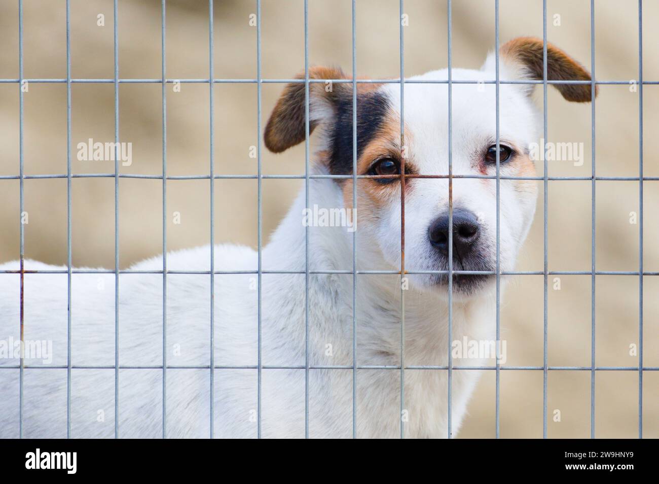 Porträt eines sehr traurigen Hundes hinter dem Zaun. Traurigkeit Tierausdruck, traurige Augen. Tiergefangener. Stockfoto