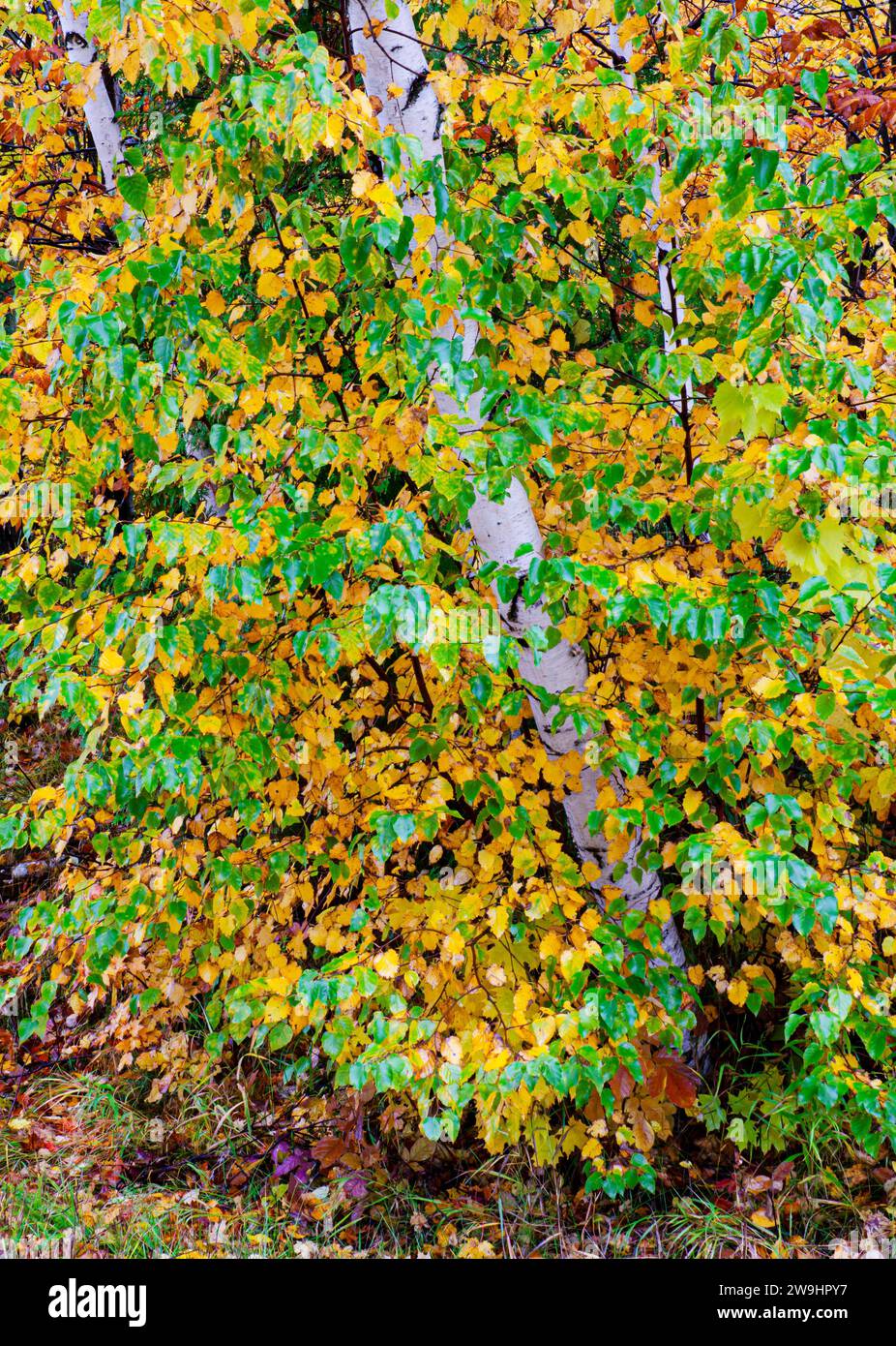 Birkenblätter werden selektiv von grün zu gelb, Door County, Wisconsin Stockfoto
