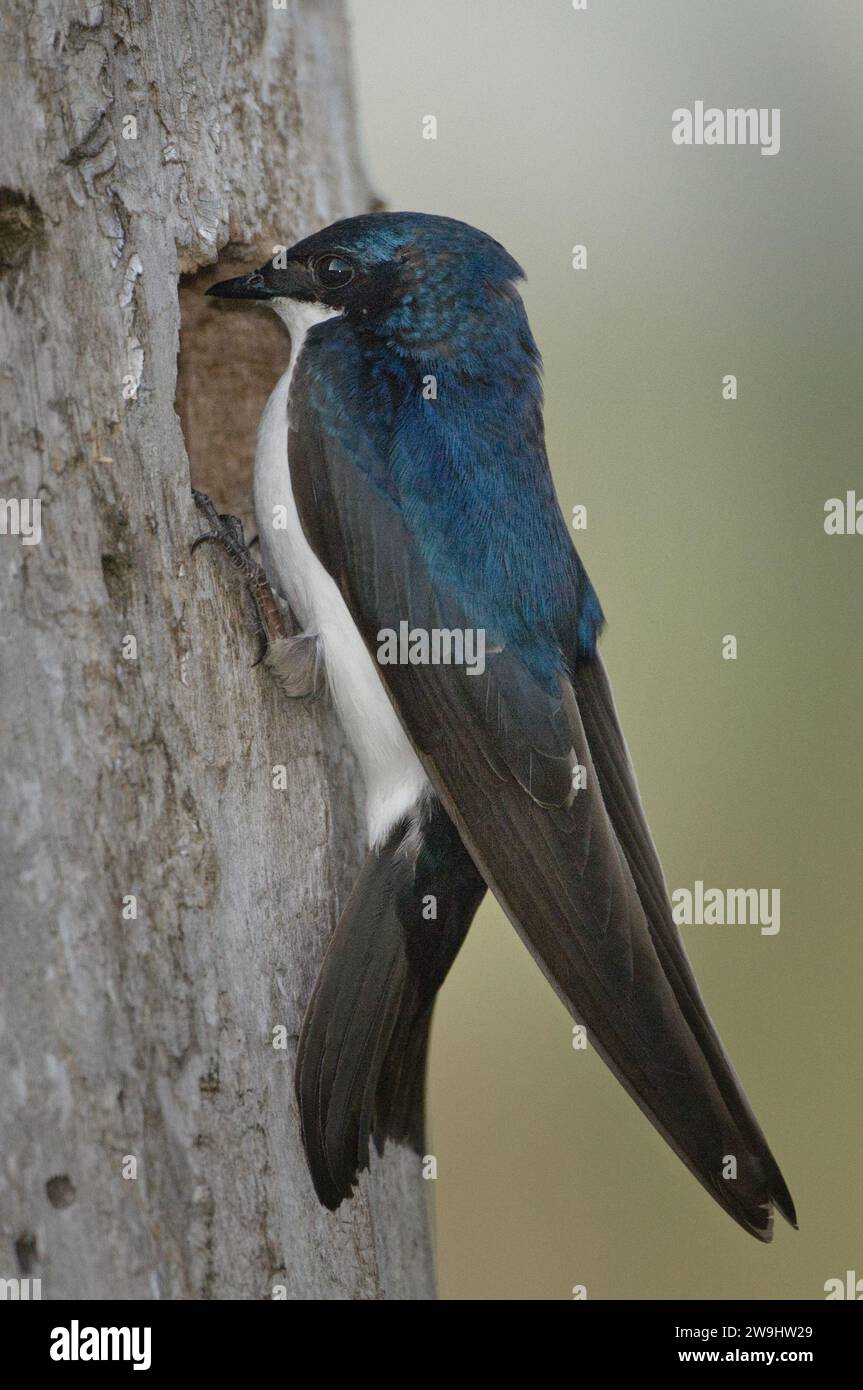 Baumschwalbe auf einem Baum Stockfoto