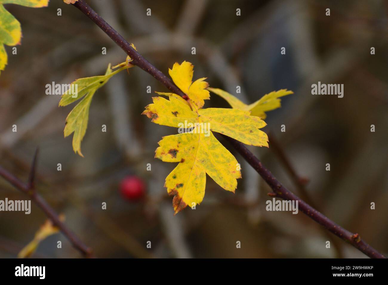 Weißdorn-Winterblatt mit roten Beeren Stockfoto