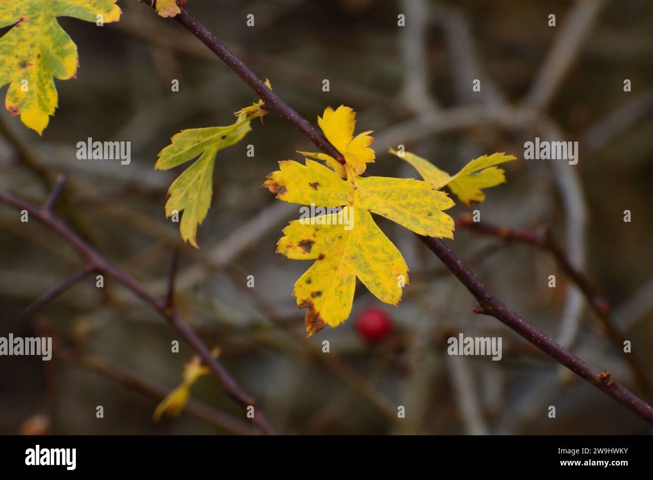 Weißdorn-Winterblatt mit roten Beeren Stockfoto