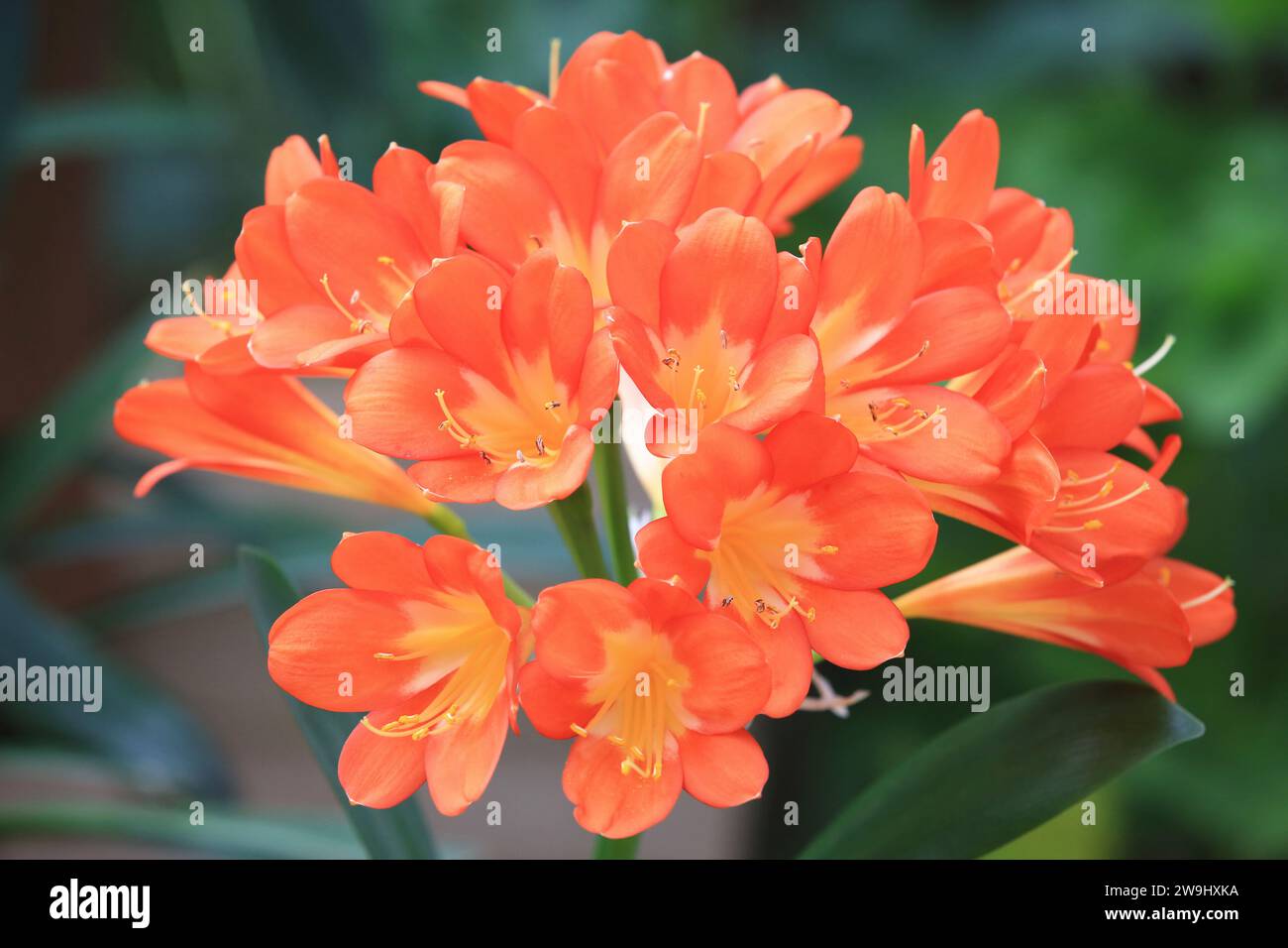 Clivia oder Benediction Lily oder Bush Lily oder Fire Lily oder Flame Lily oder Red Bush Lily oder Boslelie oder September Lily oder St John's Lily Blumen Stockfoto