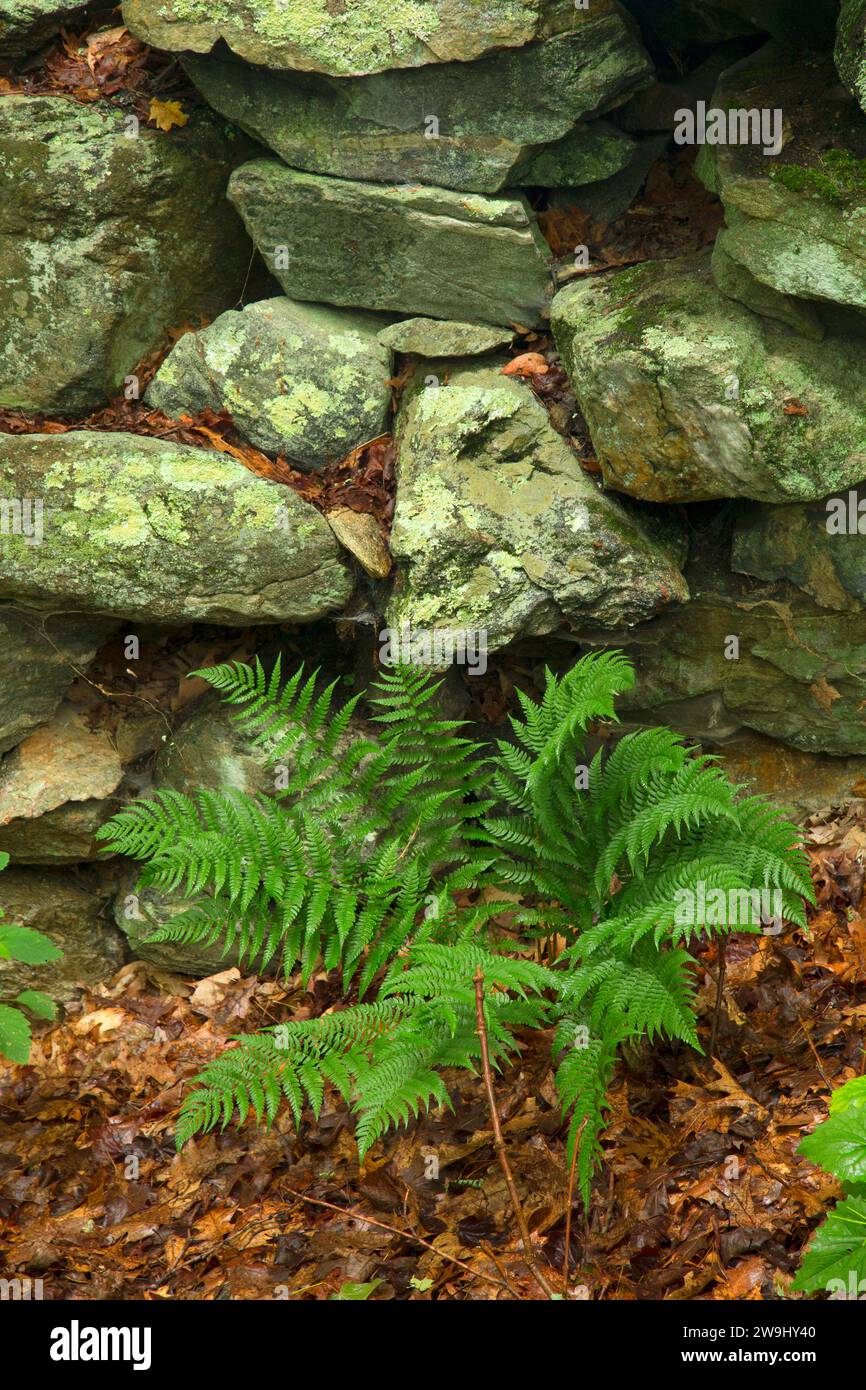Historische Dam und Mill Site entlang Laurel Trail, Teufel den Bewahren, Connecticut Stockfoto