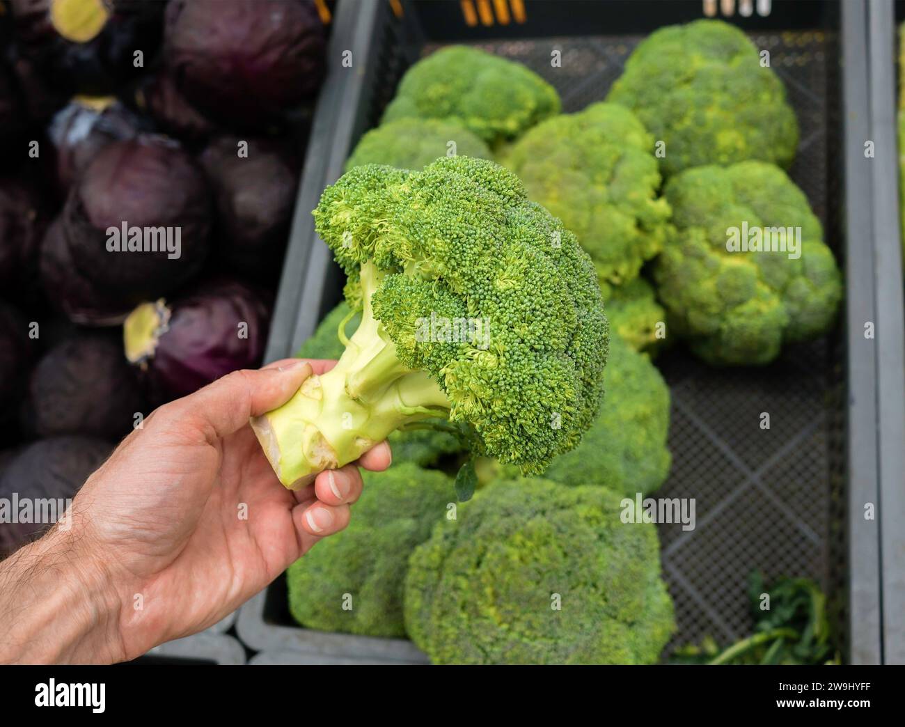 Die Hand eines Mannes hält einen blühenden Brokkoli (Brassica oleracea var. italica) über eine Schachtel Brokkoli Stockfoto