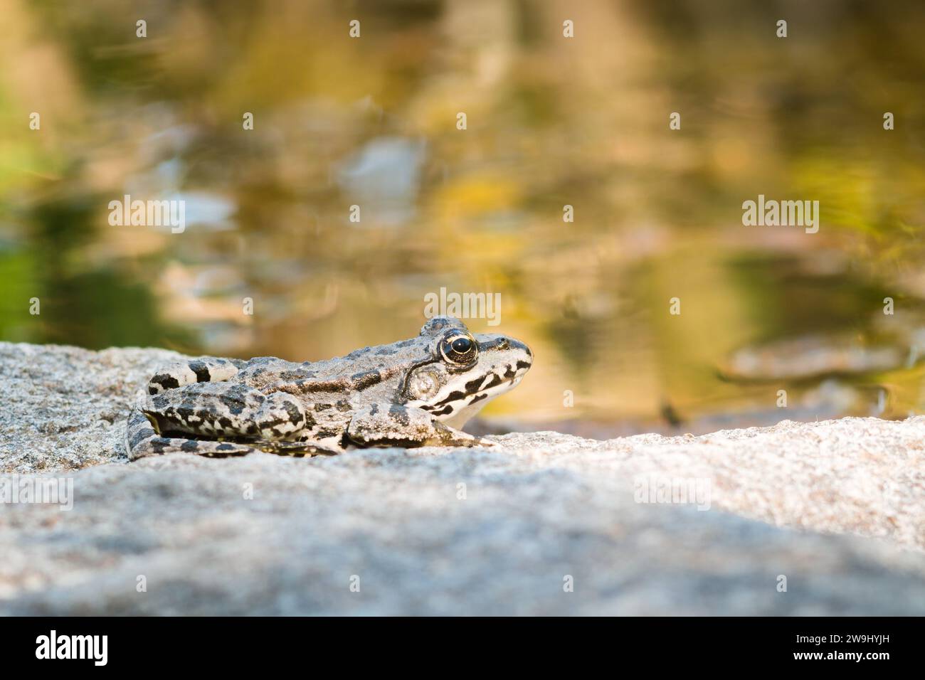 Ein Frosch sitzt auf einem großen, flachen Stein am Teich Stockfoto