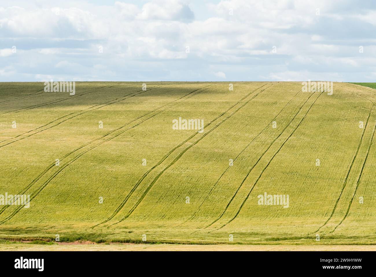 Grüne Feldfrüchte auf einem Hügel mit Streckenlinien, die von Landmaschinen hergestellt werden, Konzept Farmland oder Landwirtschaftslandschaft in Westkap, Südafrika Stockfoto