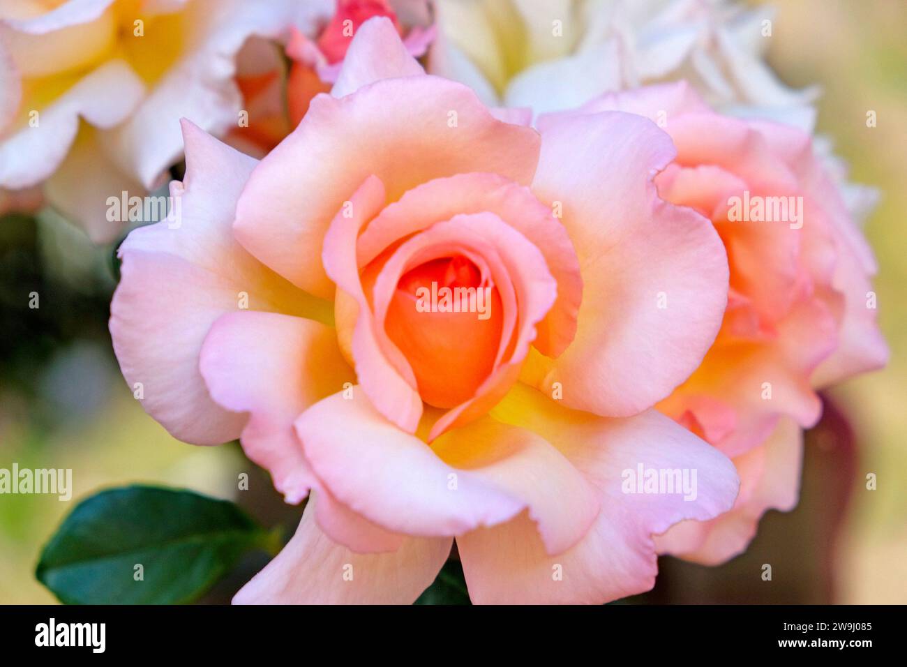 Nahaufnahme der duftenden Mitgefühl rosa und gelbe Rose in Blüte im Juni Garten Carmarthenshire Wales Großbritannien Großbritannien KATHY DEWITT Stockfoto
