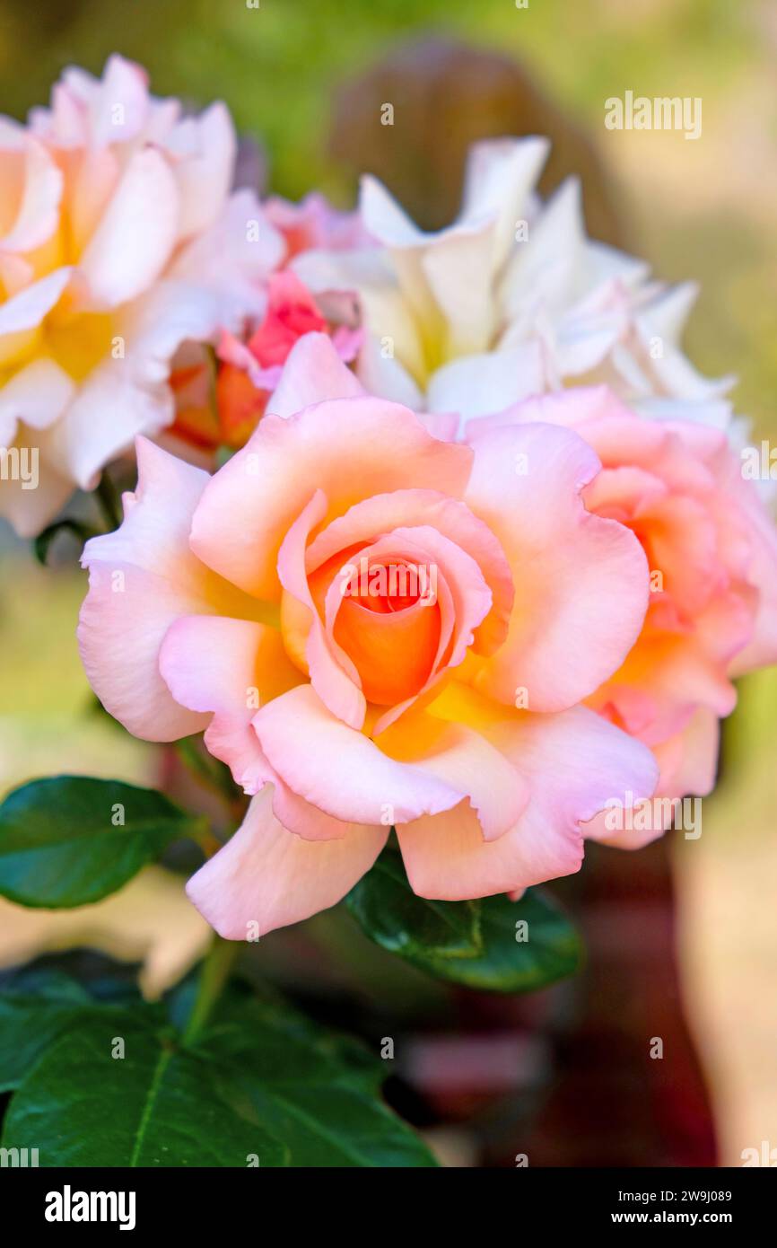 Nahaufnahme einer Gruppe duftender David Austin Mitgefühl Rose in Blüte im Juni Garten 2023 Carmarthenshire Wales UK KATHY DEWITT Stockfoto