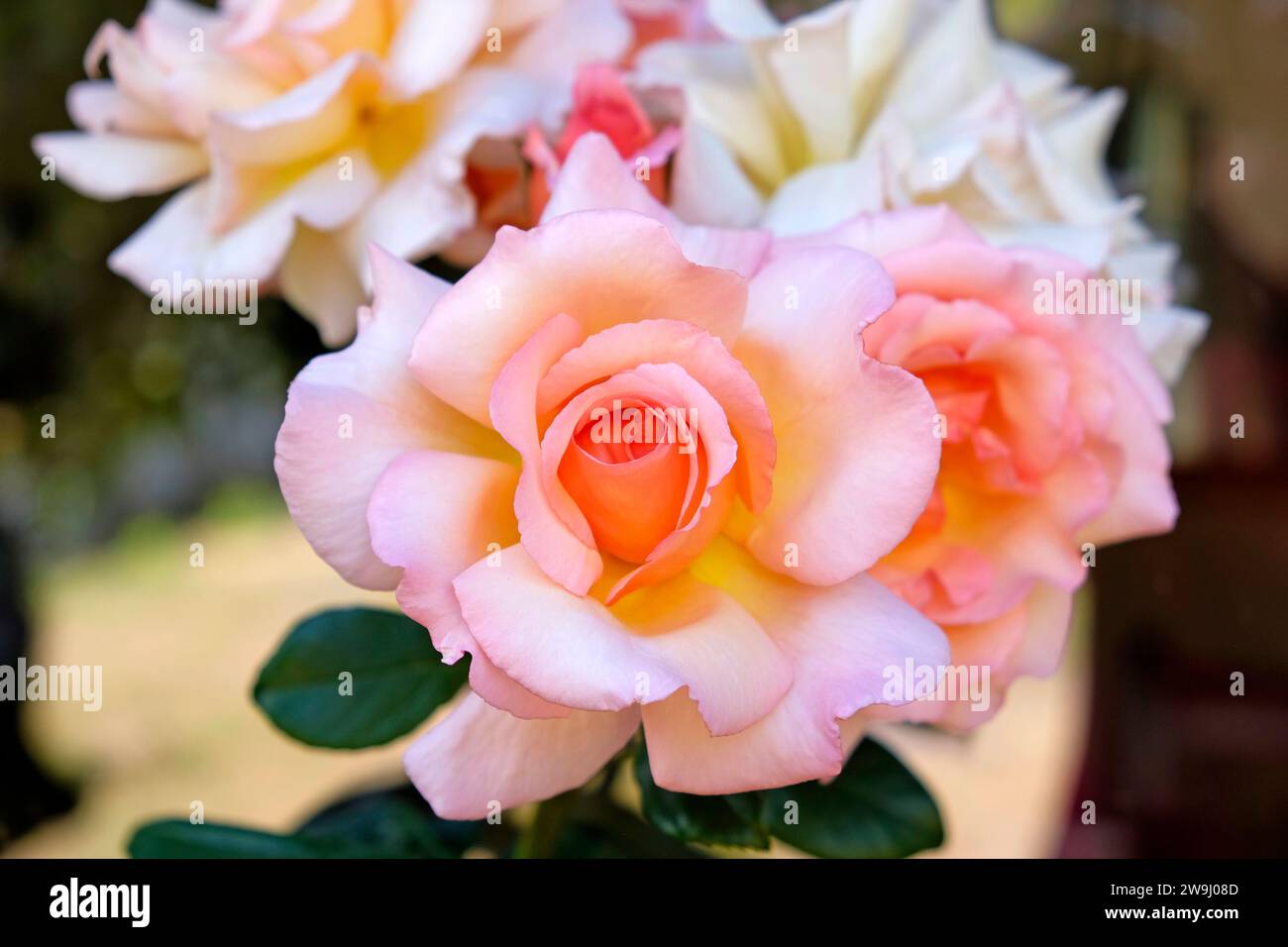 Nahaufnahme einer Gruppe duftender David Austin Mitgefühl Rose in Blüte im Juni Garten 2023 Carmarthenshire Wales UK KATHY DEWITT Stockfoto