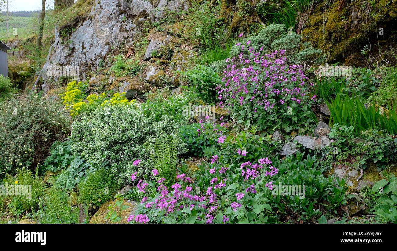 Lila malvenfarbene Honesty-Pflanzen blühen in einem Steingarten auf der Seite einer felsigen Klippe im April Frühling Carmarthenshire Wales UK KATHY DEWITT Stockfoto