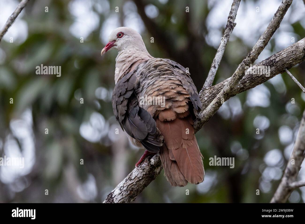 Pink Pigeon - Nesoenas mayeri - Columbidae - Erwachsener Vogel im Black River Gorge National Park auf Mauritius Stockfoto