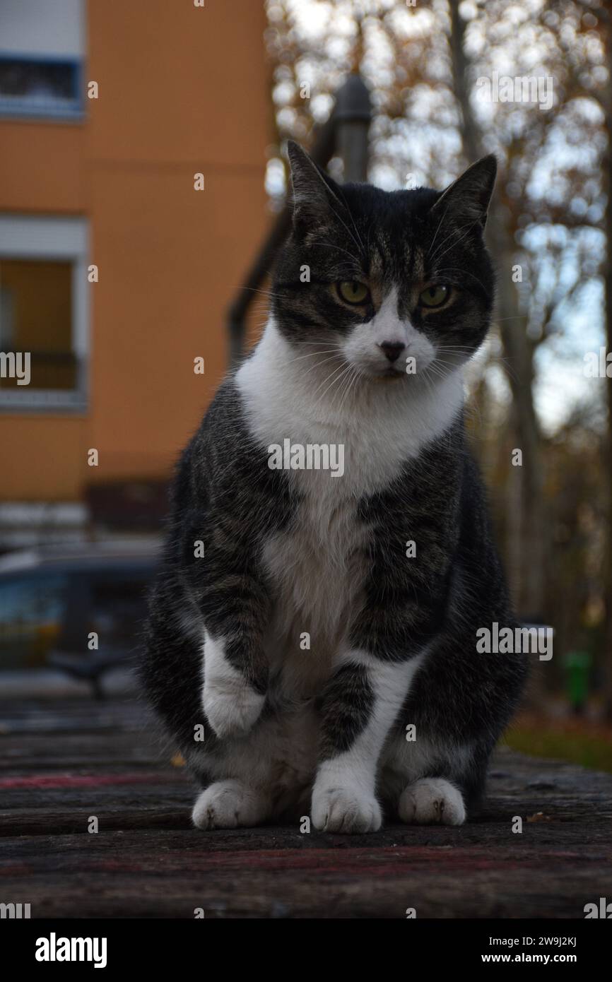 Streunende Katze auf den Straßen von Ljubljana Stockfoto