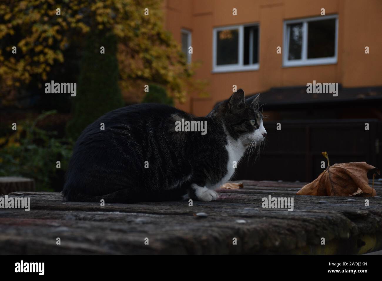 Streunende Katze auf den Straßen von Ljubljana Stockfoto