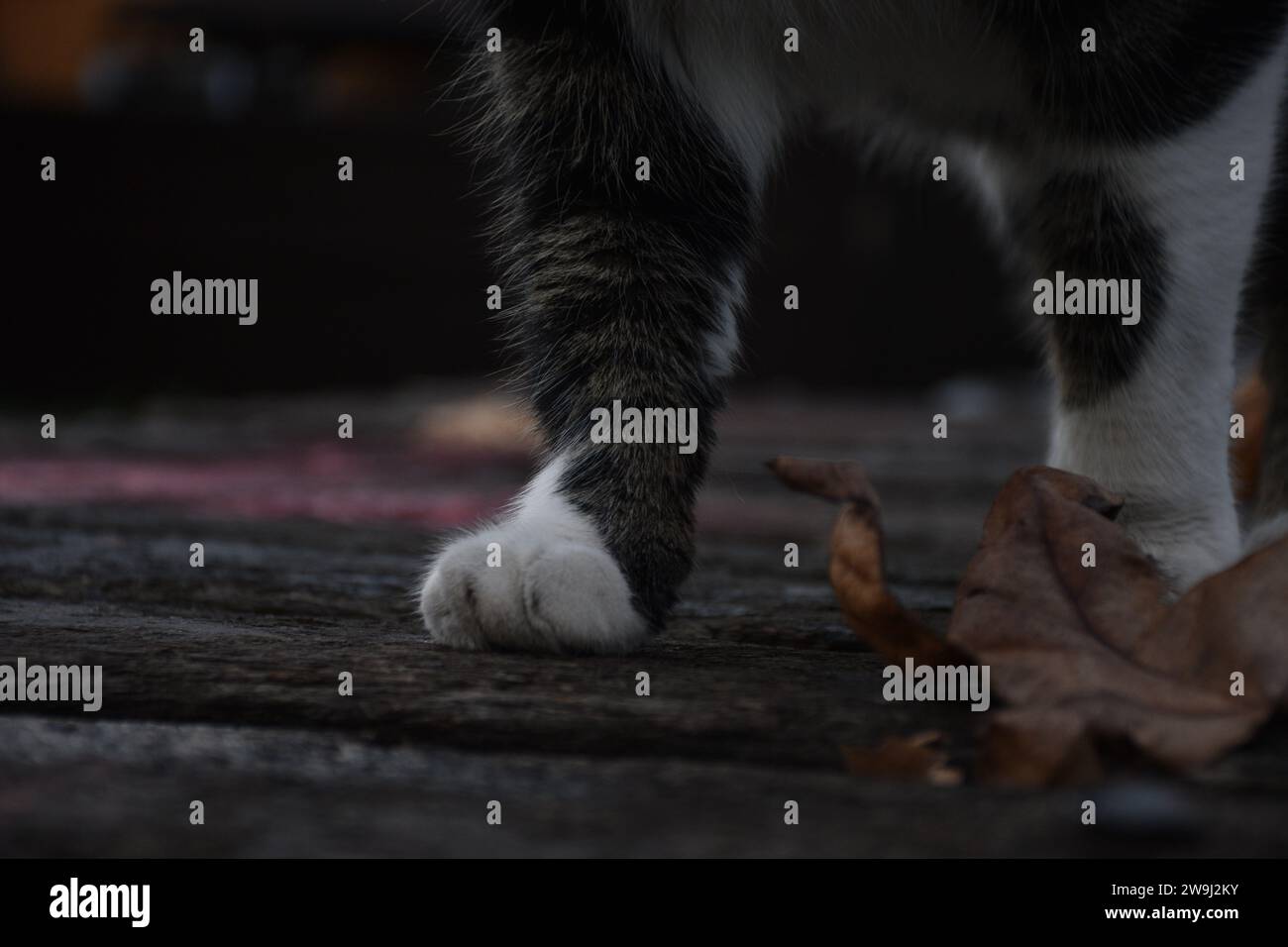 Streunende Katze auf den Straßen von Ljubljana Stockfoto