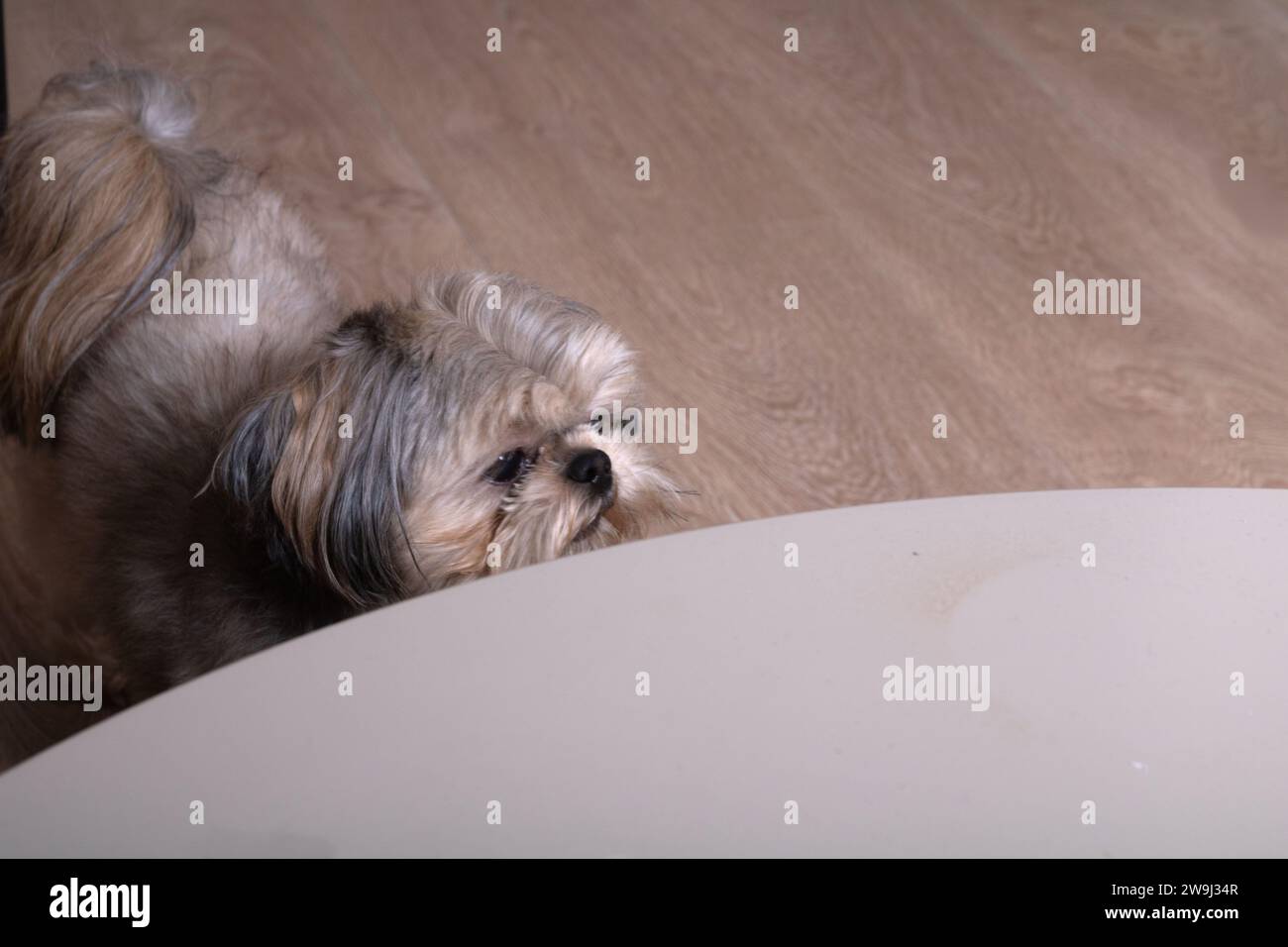 Fotografie, Hund, Haustier, schauen, Tier, jung, klein, Freund, Säugetier, Abstammung, entzückend, reizend, Haustiere, reinrassiger Hund, freundlich, am besten Stockfoto