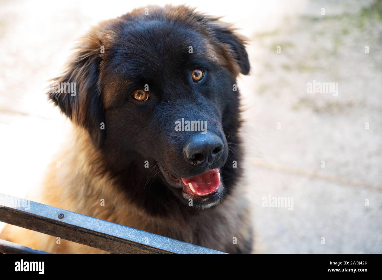 Ein ruhiger Hund der Serra da Estrela liegt auf Kies in einem Garten und zeigt sein dickes, mehrfarbiges Fell und seinen aufmerksamen Ausdruck. Stockfoto