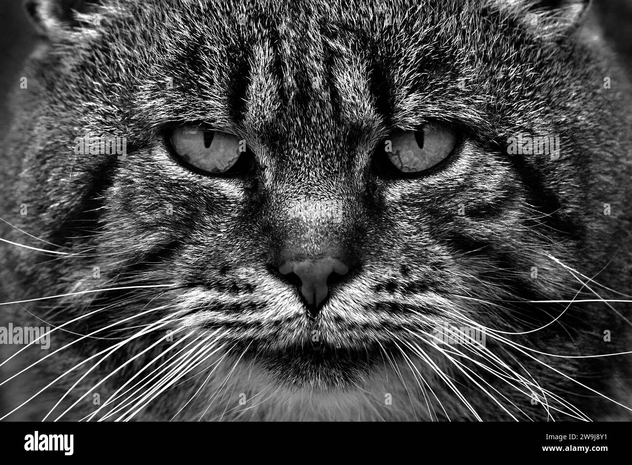 Nahaufnahme eines schwarz-weißen Portraits einer wilden Katze mit Augen und Barthaaren Stockfoto