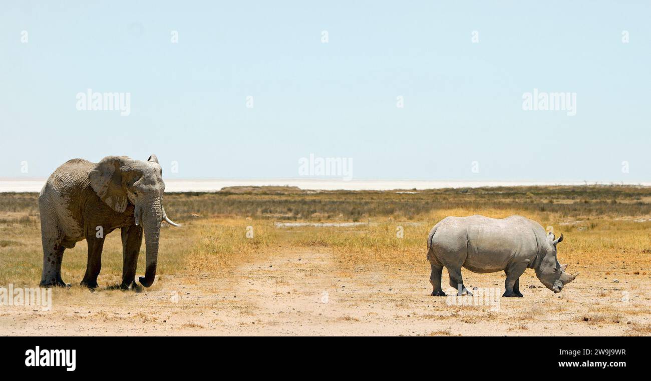 Afrikanischer Elefant und ein weißes Rhinozeros teilen sich die trockene, staubige afrikanische Savanne Stockfoto