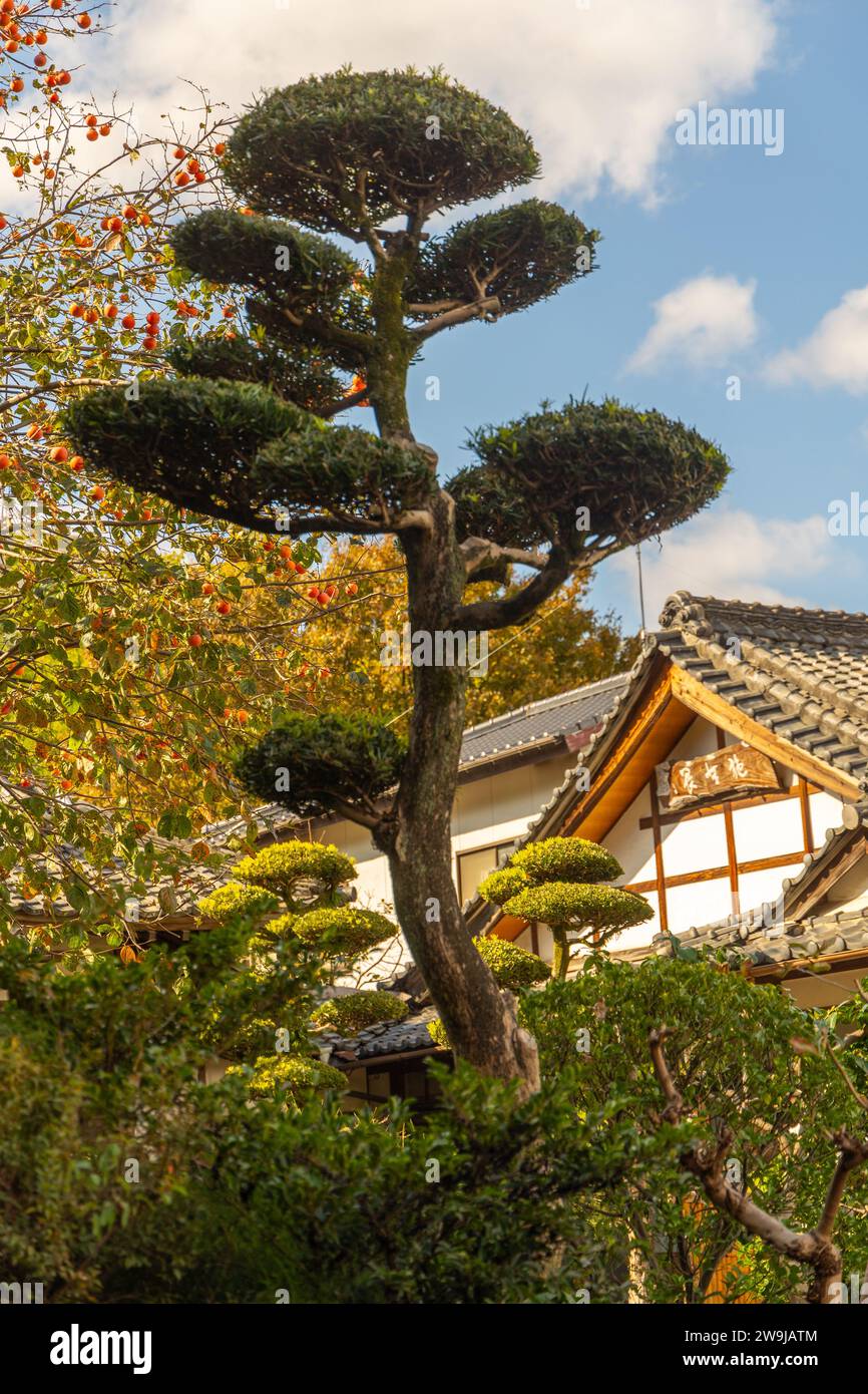 Genjuan-Tempel, Hakata, Fukuoka, Japan Stockfoto