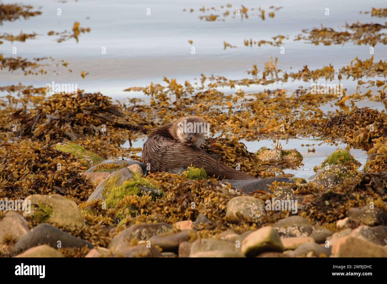 Eurasischer Otter alias Sea Otter (Lutra lutra) auf der Isle of Jura, einer inneren hebridischen Insel in Schottland, Großbritannien Stockfoto