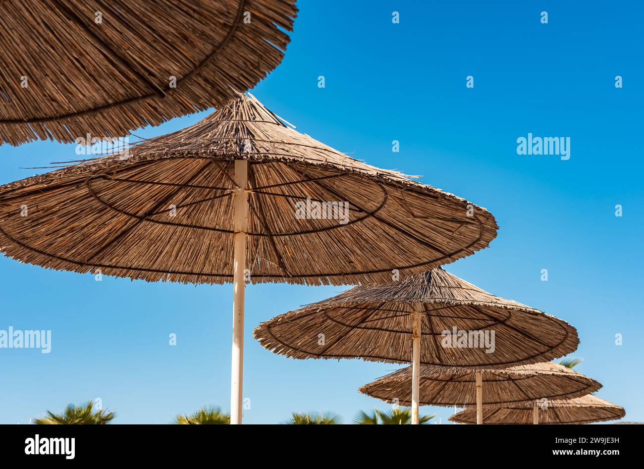 Regenschirme Am Reed Beach. Reihe von Sonnenschirmen an einem Sandstrand. Strohschirme, Palmen. Niemand, Kopierraum für Text, Reisefoto Stockfoto
