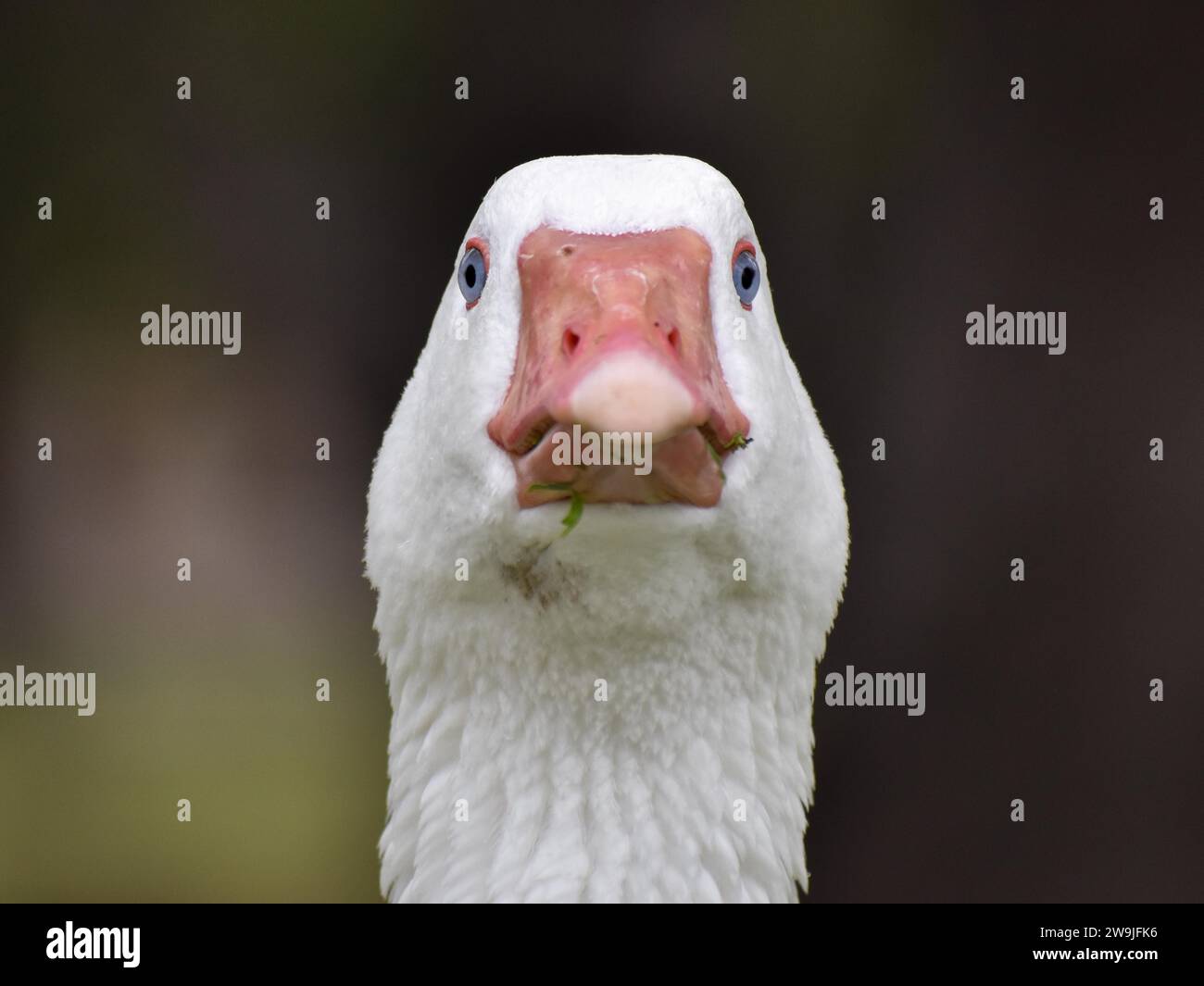 Hausgans, die in die Kamera starren, Buenos Aires, Argentinien Stockfoto