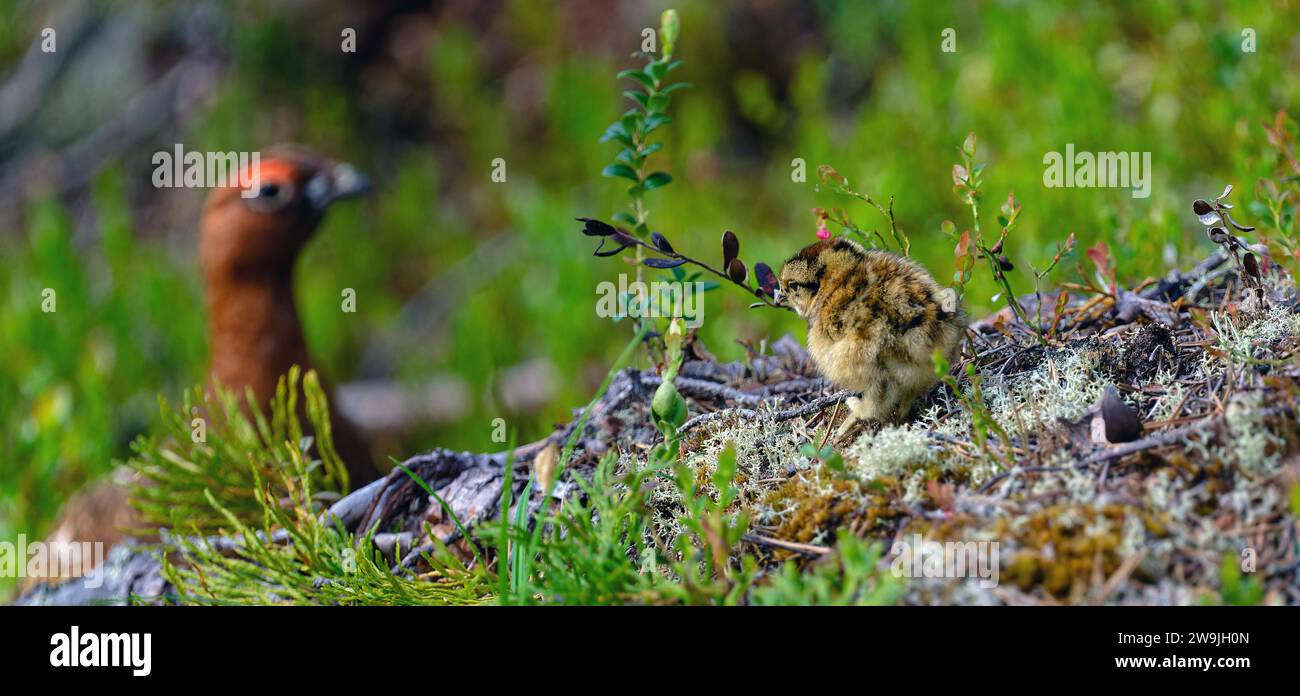 Ptarmigan-Küken (Lagopus lagopus), die auf Waldboden sitzen, mit Ptarmigan dahinter, Nordfinnland, Finnland Stockfoto