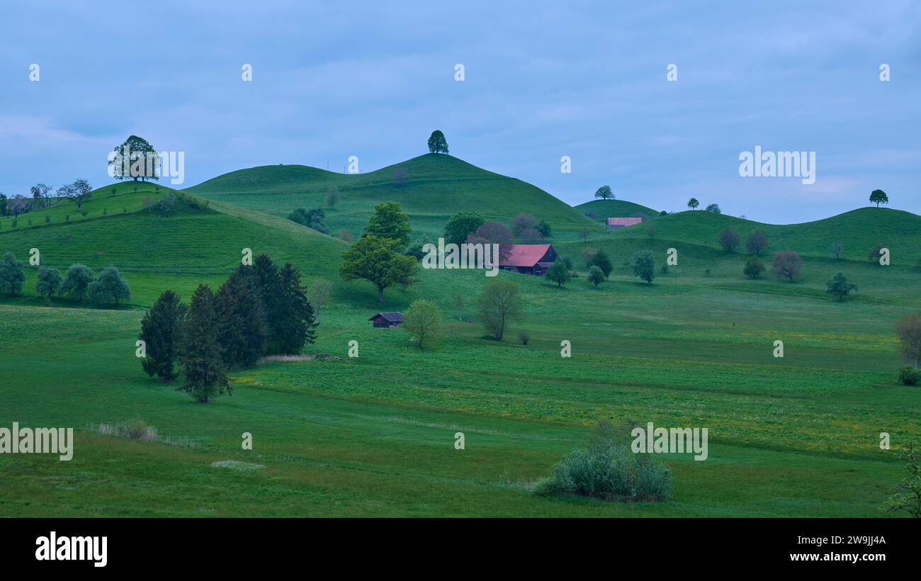 Grüne Moränenhügel Landschaft mit Wiesen und Linden und einigen kleinen Häusern unter bewölktem Himmel, Menzingen, Voralpen, Zug, Kanton Zug, Schweiz Stockfoto