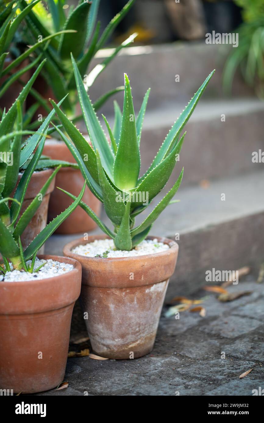 Aloe vera kosmetik -Fotos und -Bildmaterial in hoher Auflsung  Alamy