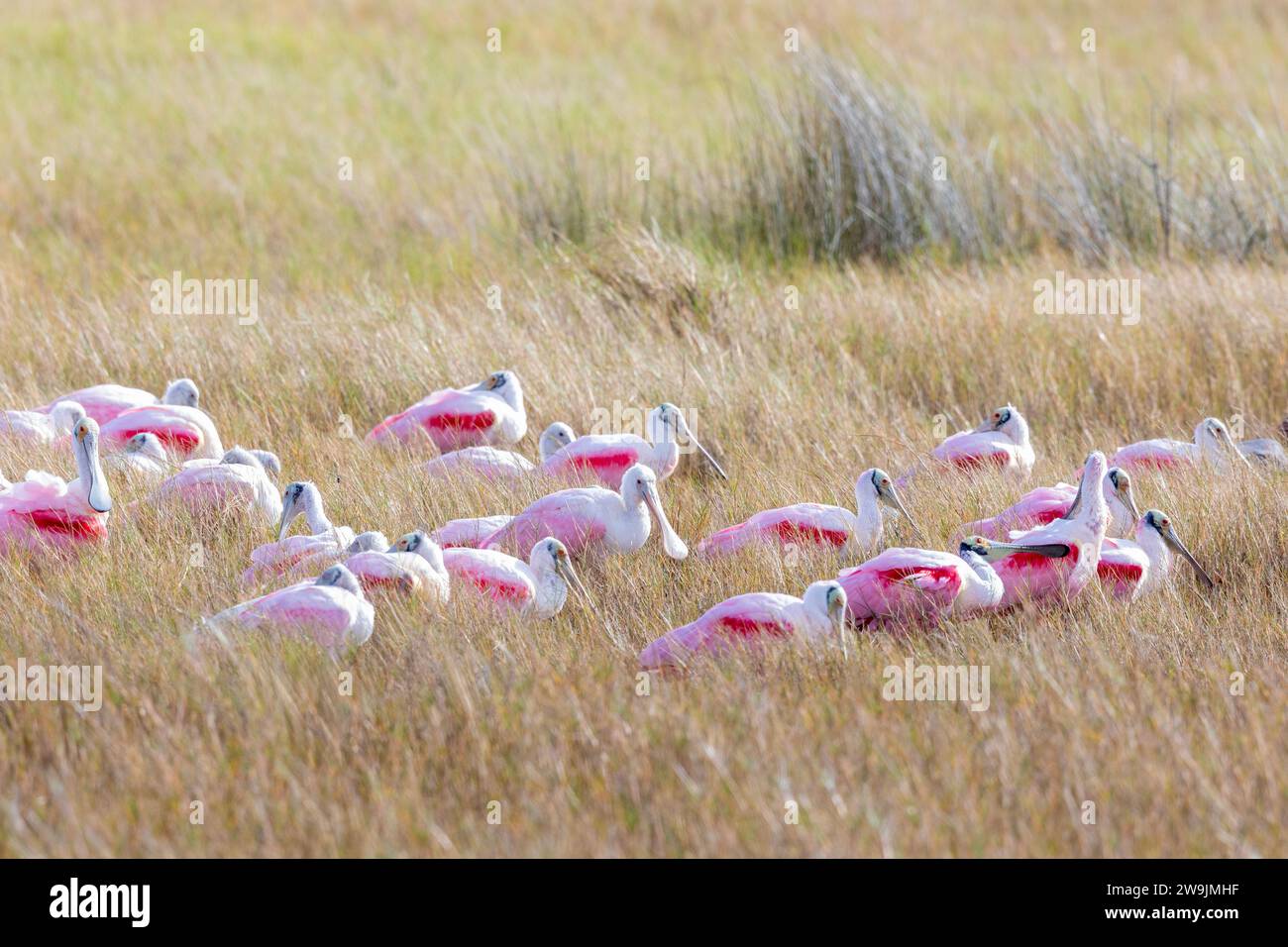 Rosettenlöffelschar-Herde, die im Gras liegt Stockfoto