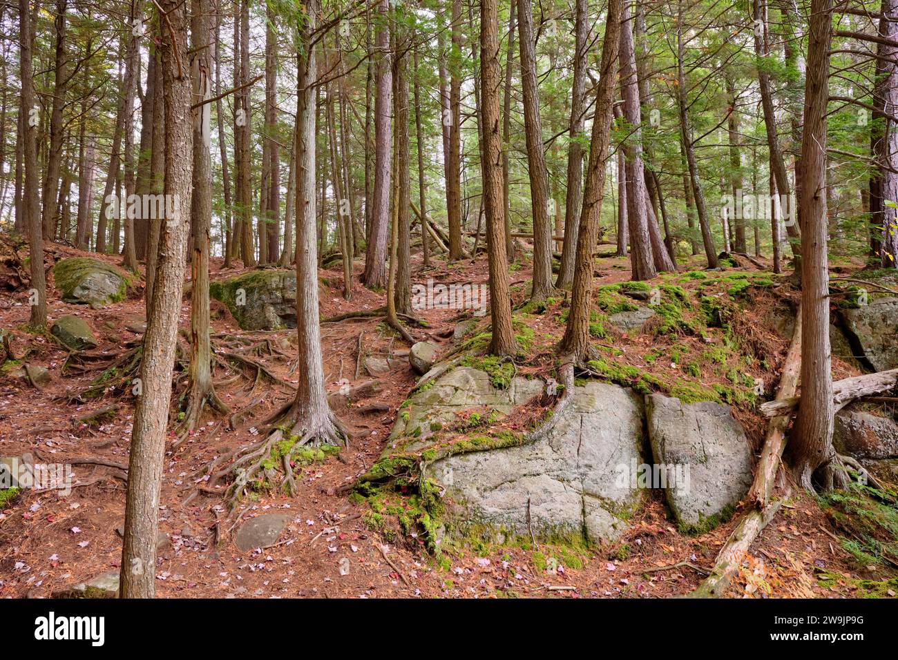 Ein mit Kiefernnadeln bedeckter Waldboden zeigt die freiliegenden Wurzeln von Kiefern, während sie sich an kanadischen Schildfelsen im Silent Lake Provincial Park Klammern. Stockfoto