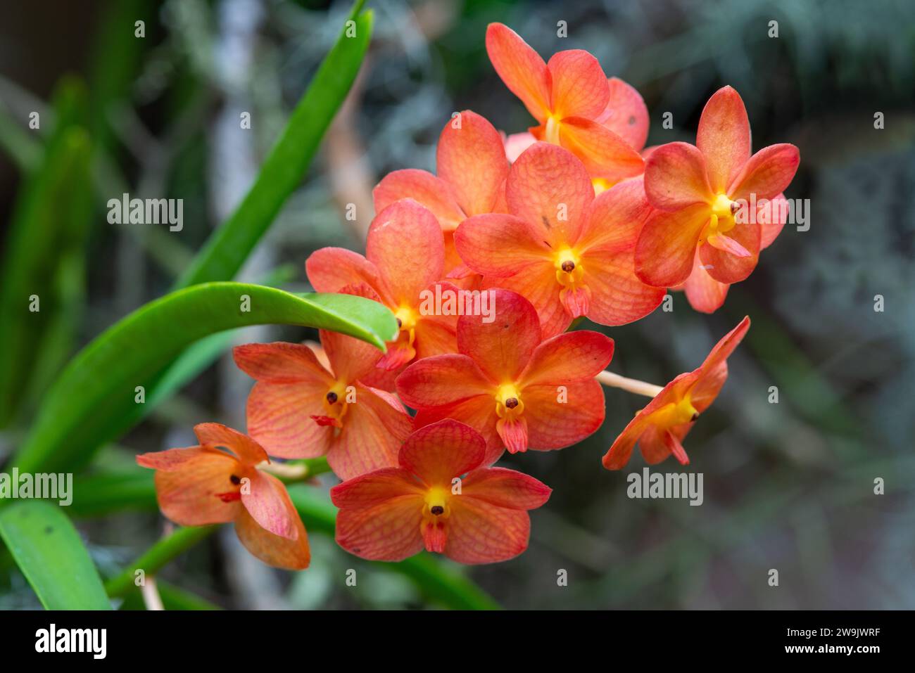 Orchidee Stockfoto