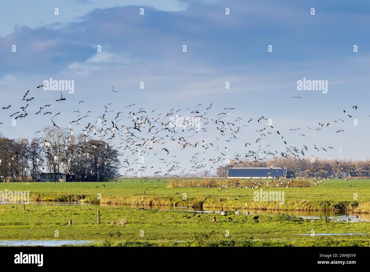 Sonnige Polderlandschaft Zaanse Rietveld in der Nähe der niederländischen Stadt Alphen aan den Rijn mit blauem Himmel und Schleierwolken mit großen Herden von Wanderrasen Stockfoto