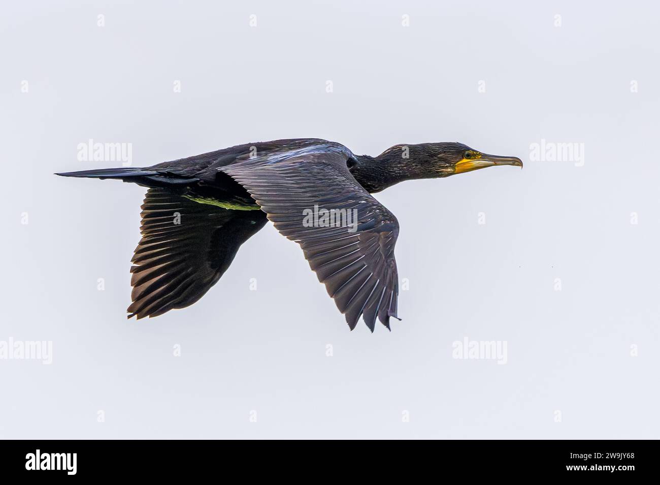 Nahaufnahme eines fliegenden Kormorans, Phalacrocorax carbo, mit schwarzem Gefieder und goldenem Schimmer über den Flügelrändern im warmen Licht der aufgehenden Sonne ag Stockfoto