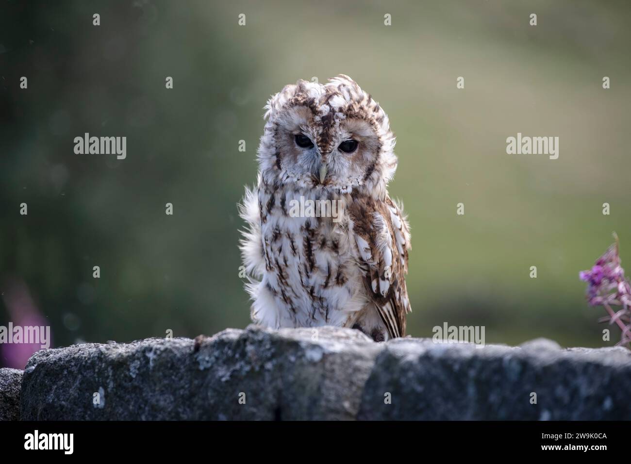 Ein Tawny Owl Strix Aluco, der unter kontrollierten Bedingungen auf einer Steinmauer sitzt Stockfoto
