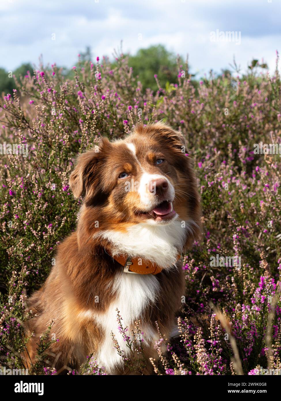 Brauner Hund zwischen Herbstlaub Stockfoto